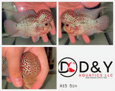 1 Male  A15 5in - Live Super Red Dragon Flowerhorn Fish - Big KOK USA Stock